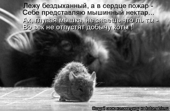 Лежу бездыханный, а в сердце пожар - Себе представляю мышинный нектар... Во век не отпустят добычу к... Котоматрица: Лежу бездыханный, а в сердце пожар - Себе представляю мышинный нектар... Во век не отпустят добычу коты ! Ах, глупая мышка, не знаешь что ль ты
