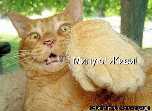 Милую! Живи!... Котоматрица: Милую! Живи!