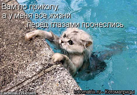 Вам по приколу, а у меня все жизни перед глазами пронеслись... Котоматрица: Вам по приколу, а у меня все жизни перед глазами пронеслись