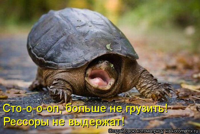 Сто-о-о-оп, больше не грузить! Рессоры не выдержат!... Котоматрица: Сто-о-о-оп, больше не грузить! Рессоры не выдержат!