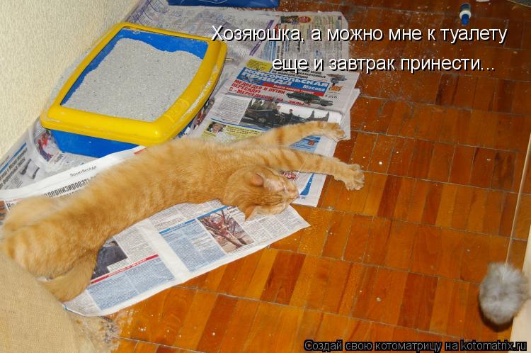 Хозяюшка, а можно мне к туалету еще и завтрак принести...... Котоматрица: Хозяюшка, а можно мне к туалету еще и завтрак принести...
