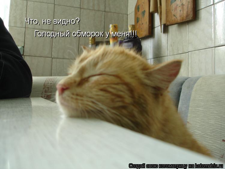 Что, не видно? Голодный обморок у меня!!!... Котоматрица: Что, не видно? Голодный обморок у меня!!!