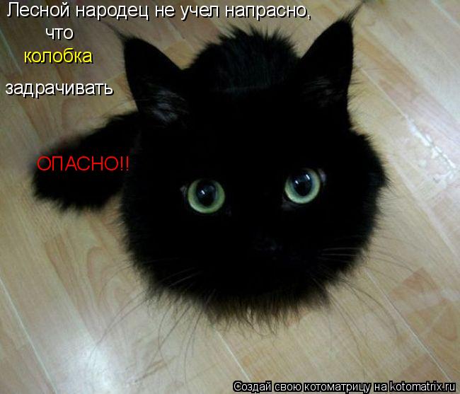 Котоматрица: Лесной народец не учел напрасно, что колобка ОПАСНО!! задрачивать