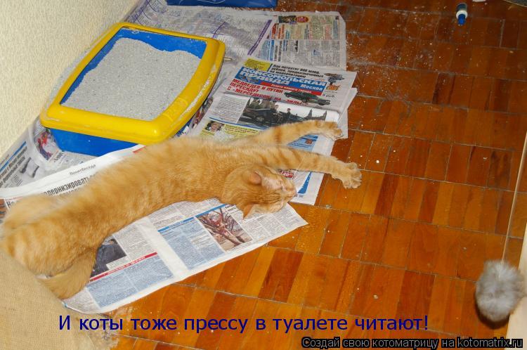 Котоматрица: И коты тоже прессу в туалете читают!