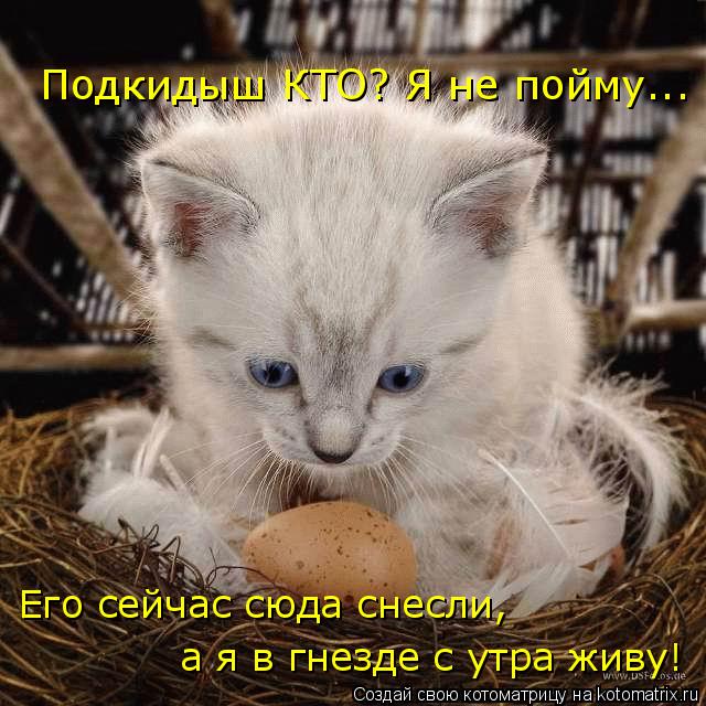 Подкидыш КТО? Я не пойму... Его сейчас сюда снесли, а я в гнезде с утра живу!... Котоматрица: Подкидыш КТО? Я не пойму... Его сейчас сюда снесли, а я в гнезде с утра живу!