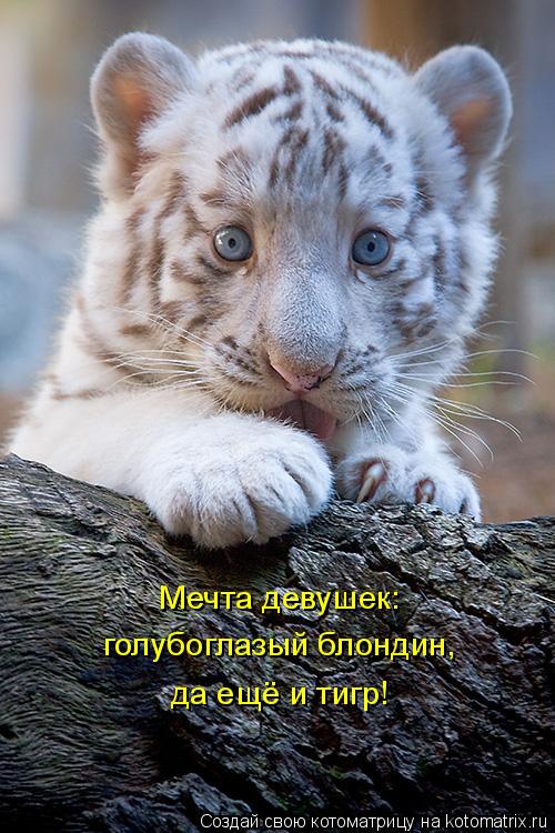 Мечта девушек: голубоглазый блондин, да ещё и тигр!... Котоматрица: Мечта девушек: голубоглазый блондин, да ещё и тигр!