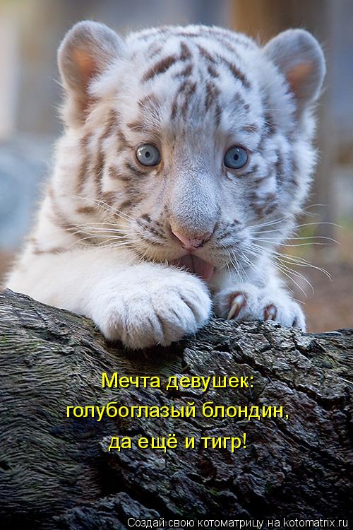 Котоматрица: Мечта девушек: голубоглазый блондин, да ещё и тигр!