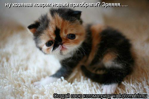 ну хозяева коврик новый приобрели? Зряяяя........ Котоматрица: ну хозяева коврик новый приобрели? Зряяяя.....