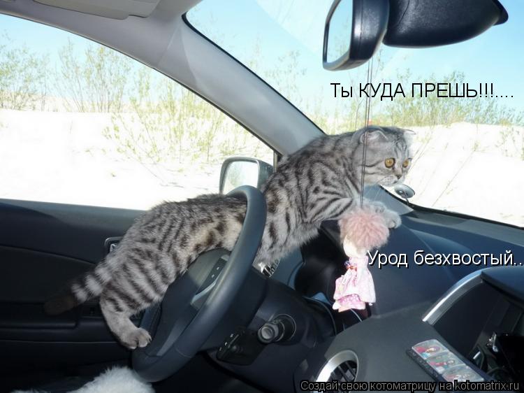 Ты КУДА ПРЕШЬ!!!.... Урод безхвостый...... Котоматрица: Ты КУДА ПРЕШЬ!!!.... Урод безхвостый...