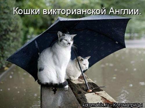 Кошки викторианской Англии.... Котоматрица: Кошки викторианской Англии.