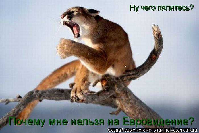 Ну чего пялитесь? Почему мне нельзя на Евровидение?... Котоматрица: Ну чего пялитесь? Почему мне нельзя на Евровидение?