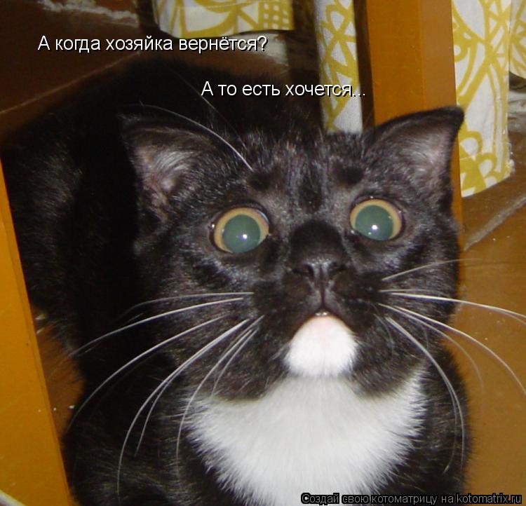 А когда хозяйка вернётся? А то есть хочется...... Котоматрица: А когда хозяйка вернётся? А то есть хочется...