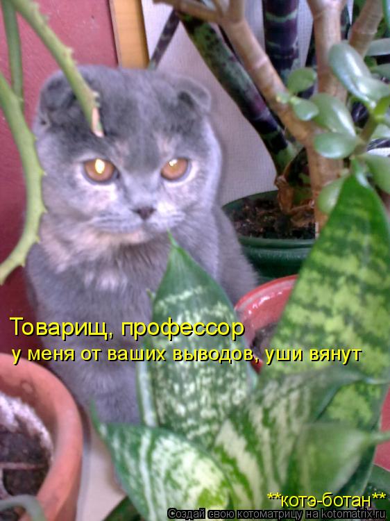 Товарищ, профессор у меня от ваших выводов, уши вянут **котэ-ботан**... Котоматрица: Товарищ, профессор у меня от ваших выводов, уши вянут **котэ-ботан**
