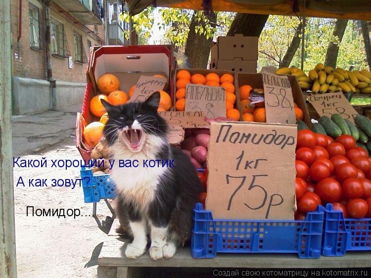 Какой хороший у вас котик. А как зовут? Помидор....... Котоматрица: Какой хороший у вас котик. А как зовут? Помидор....