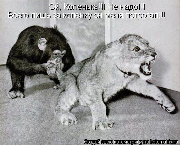 Ой, Коленька!!! Не надо!!! Всего лишь за коленку он меня потрогал!!!... Котоматрица: Ой, Коленька!!! Не надо!!! Всего лишь за коленку он меня потрогал!!!