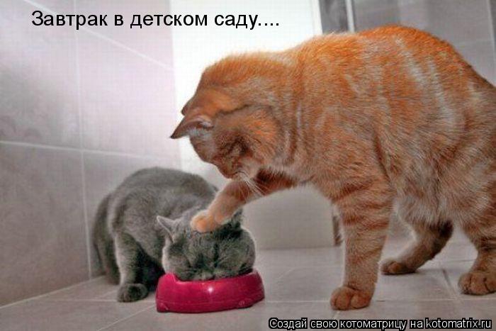 Завтрак в детском саду....... Котоматрица: Завтрак в детском саду....