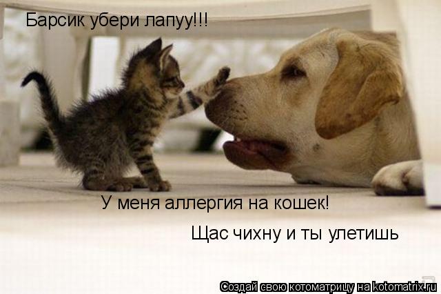 Барсик убери лапуу!!! У меня аллергия на кошек! Щас чихну и ты улетишь... Котоматрица: Барсик убери лапуу!!! У меня аллергия на кошек! Щас чихну и ты улетишь