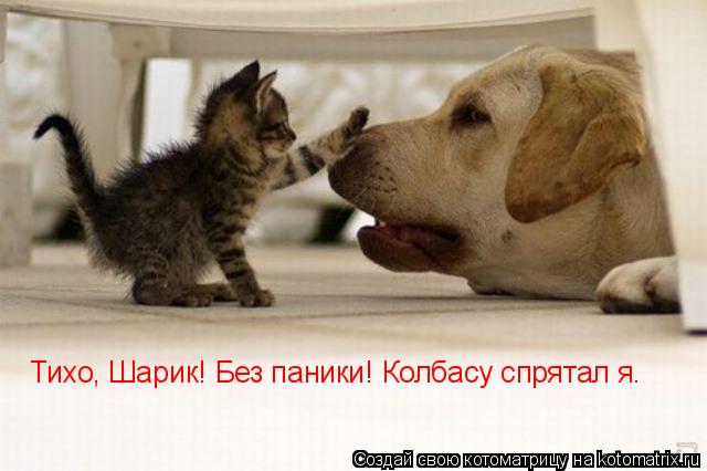 Тихо, Шарик! Без паники! Колбасу спрятал я.... Котоматрица: Тихо, Шарик! Без паники! Колбасу спрятал я.