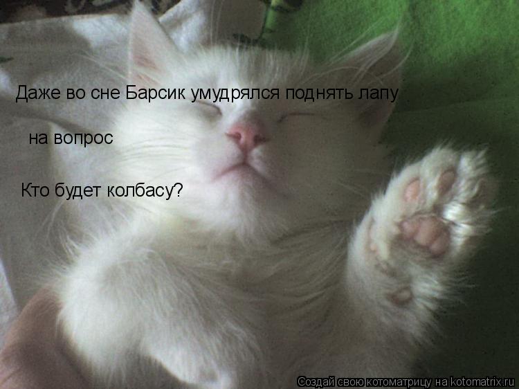 Даже во сне Барсик умудрялся поднять лапу на вопрос Кто будет колбасу?... Котоматрица: Даже во сне Барсик умудрялся поднять лапу на вопрос Кто будет колбасу?