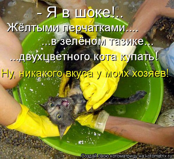 Котоматрица: - Я в шоке!..  Жёлтыми перчатками.... ...в зелёном тазике... ...двухцветного кота купать! Ну, никакого вкуса у моих хозяев!