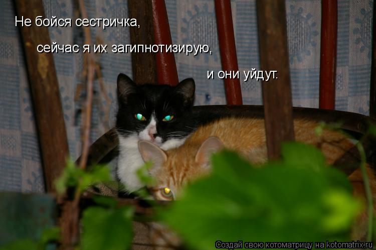 Не бойся сестричка, сейчас я их загипнотизирую, и они уйдут.... Котоматрица: Не бойся сестричка, сейчас я их загипнотизирую, и они уйдут.