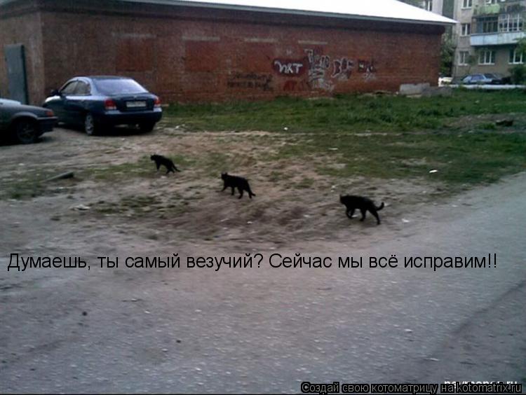 Котоматрица: Думаешь, ты самый везучий? Сейчас мы всё исправим!!