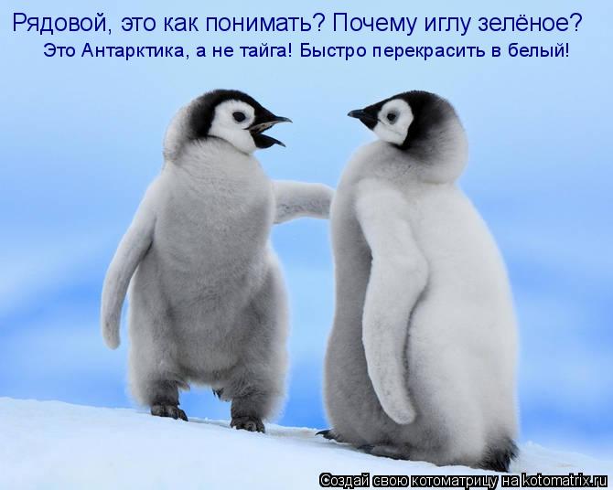 Рядовой, это как понимать? Почему иглу зелёное? Это Антарктика, а не тайга! Быстро перекрасить в белы... Котоматрица: Рядовой, это как понимать? Почему иглу зелёное? Это Антарктика, а не тайга! Быстро перекрасить в белый!