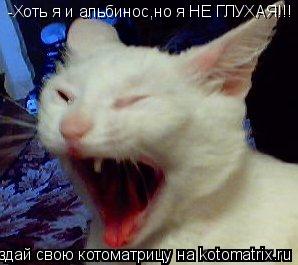 Котоматрица: -Хоть я и альбинос,но я НЕ ГЛУХАЯ!!!