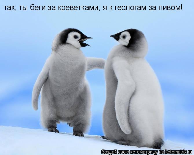 Котоматрица: так, ты беги за креветками, я к геологам за пивом!