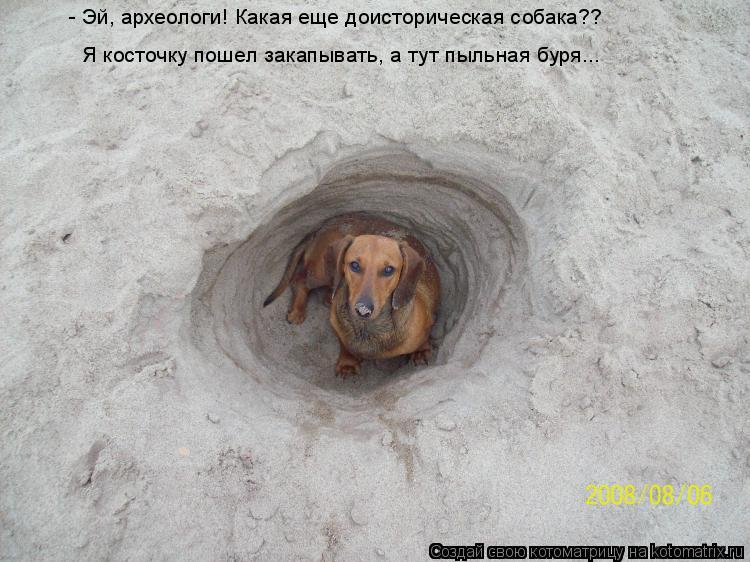 Котоматрица: - Эй, археологи! Какая еще доисторическая собака?? Я косточку пошел закапывать, а тут пыльная буря...