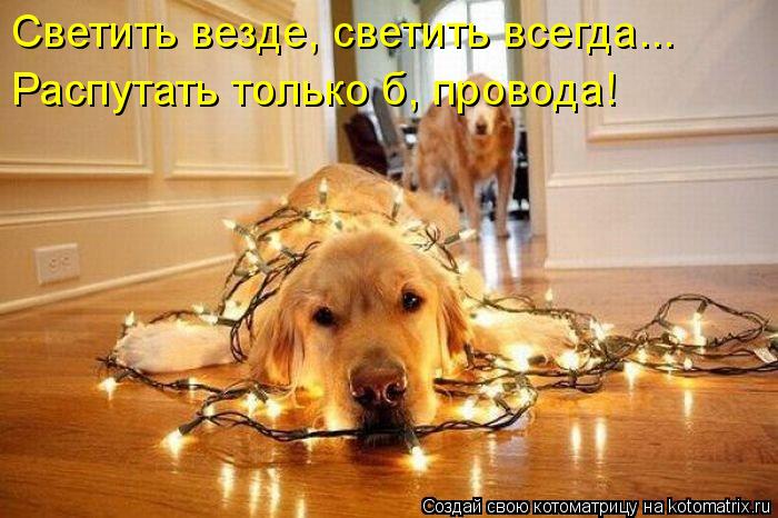 Котоматрица: Светить везде, светить всегда... Распутать только б, провода!