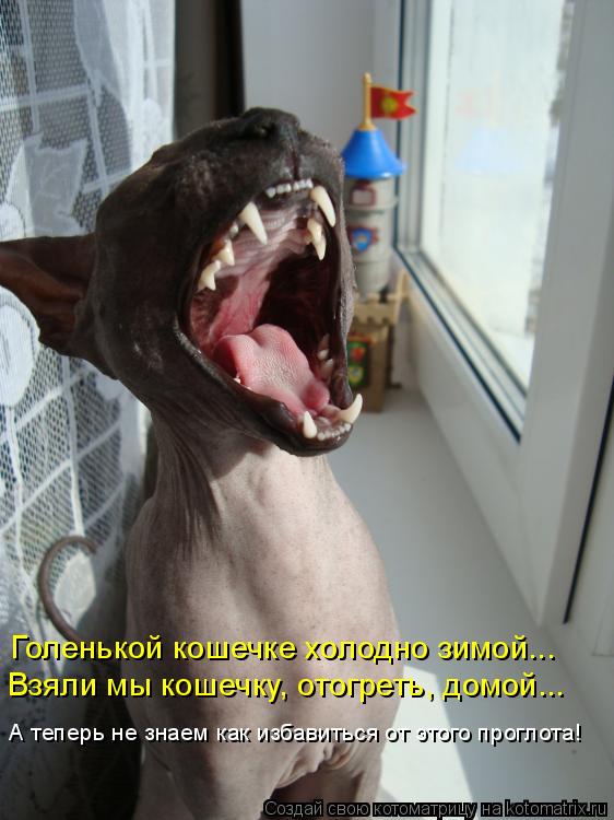 Котоматрица: Голенькой кошечке холодно зимой... Взяли мы кошечку, отогреть, домой... А теперь не знаем как избавиться от этого проглота!