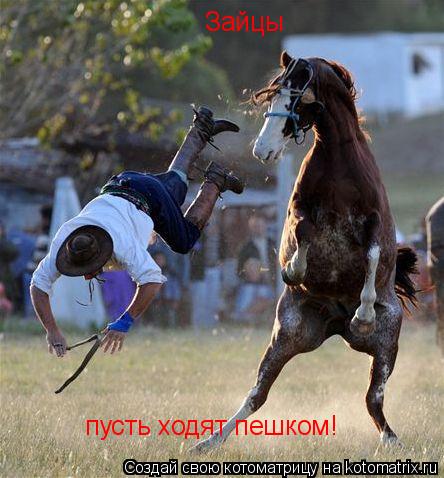 Котоматрица: Зайцы пусть ходят пешком!
