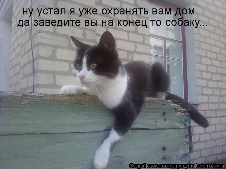 ну устал я уже охранять вам дом, да заведите вы на конец то собаку...... Котоматрица: ну устал я уже охранять вам дом, да заведите вы на конец то собаку...