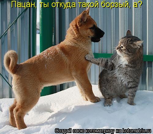 Котоматрица: Пацан, ты откуда такой борзый, а?