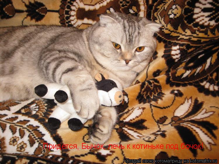 Придется, Бычок, лечь к котиньке под бочок!... Котоматрица: Придется, Бычок, лечь к котиньке под бочок!