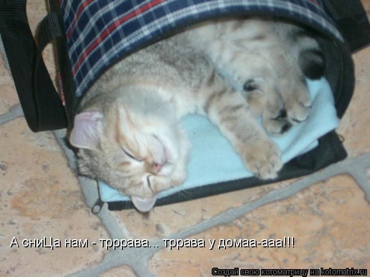А сниЦа нам - трррава... тррава у домаа-ааа!!!... Котоматрица: А сниЦа нам - трррава... тррава у домаа-ааа!!!
