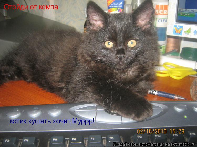 Отойди от компа котик кушать хочит.Муррр!... Котоматрица: Отойди от компа котик кушать хочит.Муррр!