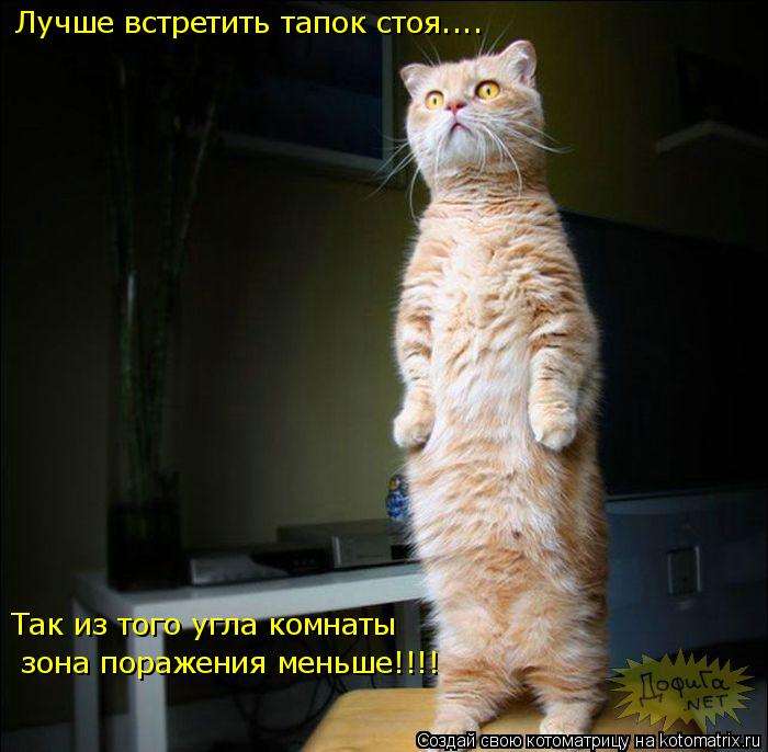 Лучше встретить тапок стоя.... Так из того угла комнаты зона поражения меньше!!!!... Котоматрица: Лучше встретить тапок стоя.... Так из того угла комнаты зона поражения меньше!!!!