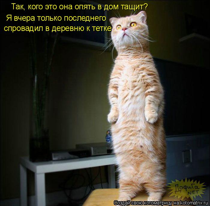 Так, кого это она опять в дом тащит? Я вчера только последнего спровадил в деревню к тетке... Котоматрица: Так, кого это она опять в дом тащит? Я вчера только последнего спровадил в деревню к тетке