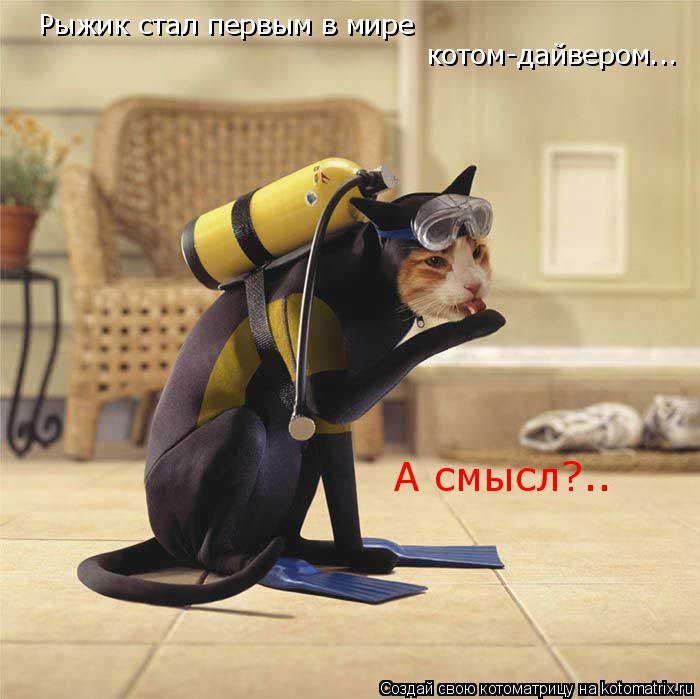 Рыжик стал первым в мире котом-дайвером... А смысл?..... Котоматрица: Рыжик стал первым в мире котом-дайвером... А смысл?..