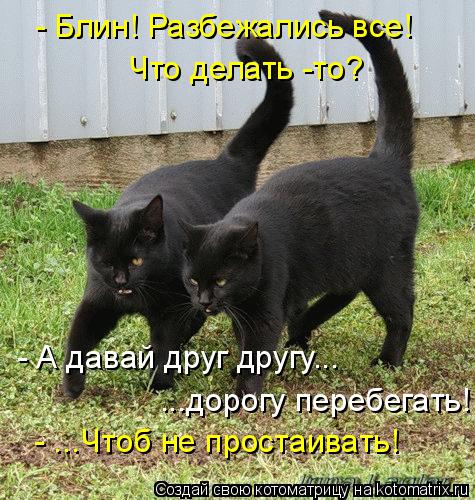 - Блин! Разбежались все! Что делать -то? - А давай друг другу... ...дорогу перебегать! - ...Чтоб не п... Котоматрица: - Блин! Разбежались все! Что делать -то? - А давай друг другу... ...дорогу перебегать! - ...Чтоб не простаивать!