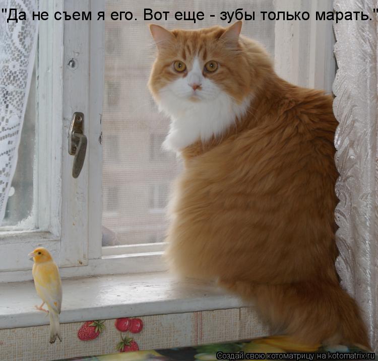"Да не съем я его. Вот еще - зубы только марать."... Котоматрица: "Да не съем я его. Вот еще - зубы только марать."