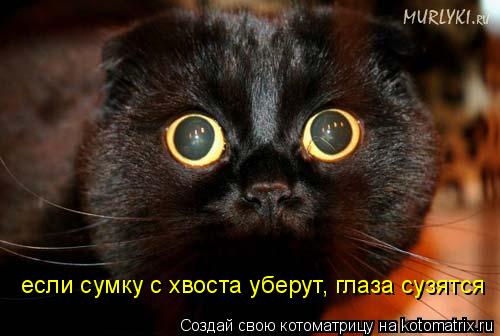 если сумку с хвоста уберут, глаза сузятся... Котоматрица: если сумку с хвоста уберут, глаза сузятся