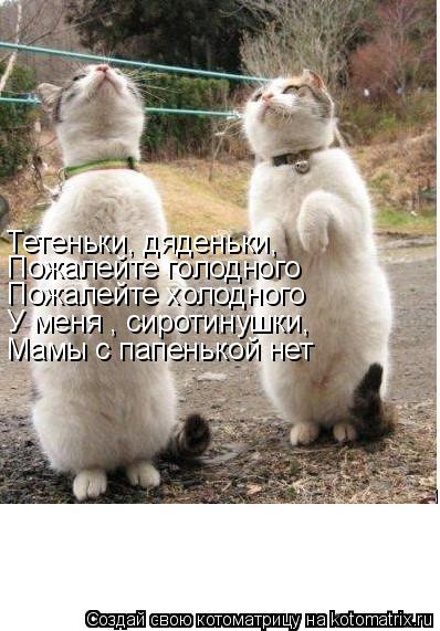 Тетеньки, дяденьки, Пожалейте голодного Пожалейте холодного У меня , сиротинушки, Мамы с папенькой н... Котоматрица: Тетеньки, дяденьки, Пожалейте голодного Пожалейте холодного У меня , сиротинушки, Мамы с папенькой нет