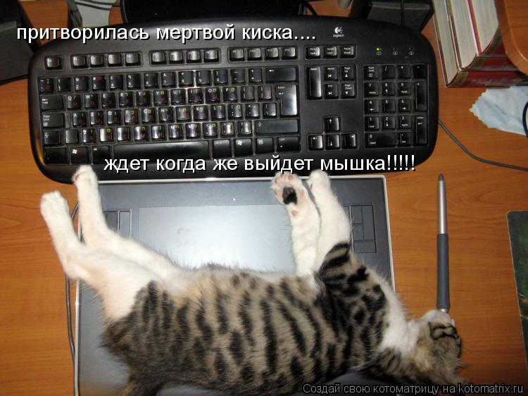 притворилась мертвой киска.... ждет когда же выйдет мышка!!!!!... Котоматрица: притворилась мертвой киска.... ждет когда же выйдет мышка!!!!!