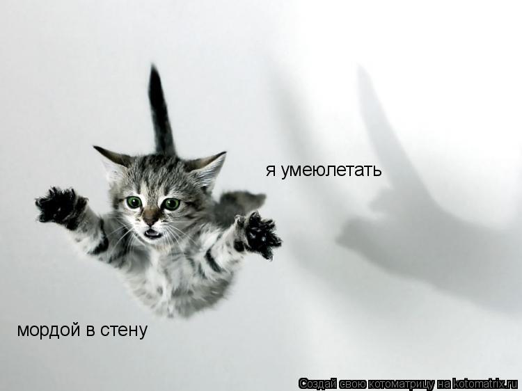 я умеюлетать мордой в стену... Котоматрица: я умеюлетать мордой в стену