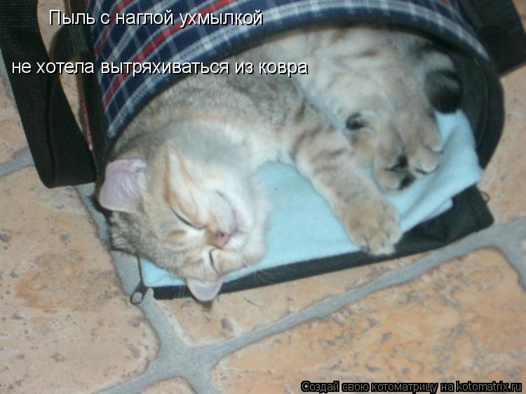 Пыль с наглой ухмылкой не хотела вытряхиваться из ковра... Котоматрица: Пыль с наглой ухмылкой не хотела вытряхиваться из ковра