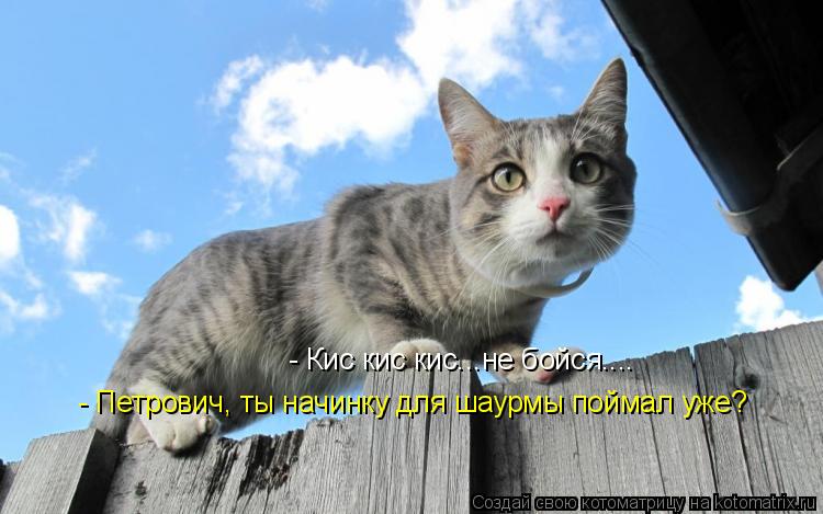 - Кис кис кис...не бойся.... - Петрович, ты начинку для шаурмы поймал уже?... Котоматрица: - Кис кис кис...не бойся.... - Петрович, ты начинку для шаурмы поймал уже?