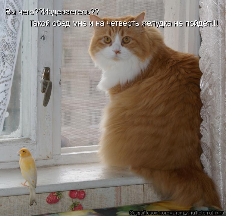 Вы чего??Издеваетесь?? Такой обед мне и на четверть желудка не пойдёт!!!... Котоматрица: Вы чего??Издеваетесь?? Такой обед мне и на четверть желудка не пойдёт!!!
